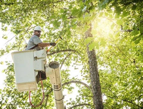 does Duke Energy trim trees